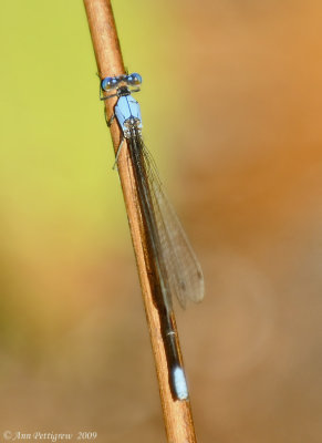 Blue-fronted Damselfly