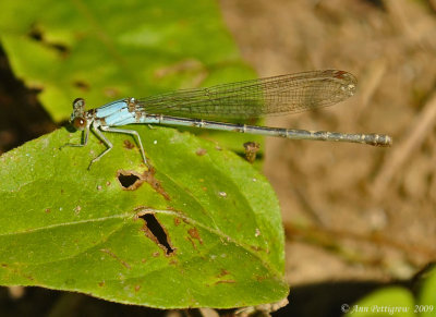 Blue-fronted Damselfly