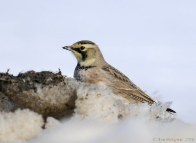 Horned Lark