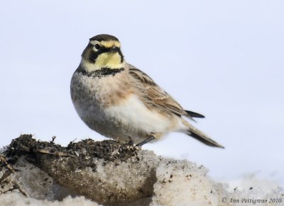 Horned Lark