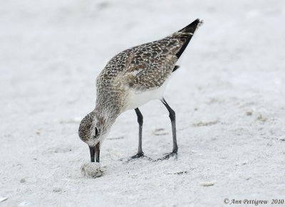 Black-bellied Plover-7296g