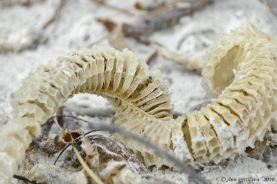 Conch Egg Case-7195