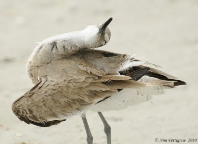 Preening Willet-7319