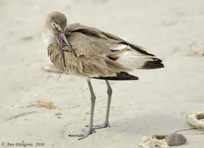 Preening Willet-7324