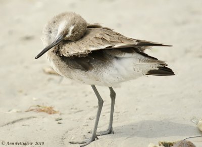 Preening Willet-7332