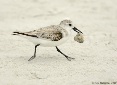 Sanderling - 7252