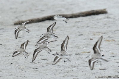 Sanderlings in Flight