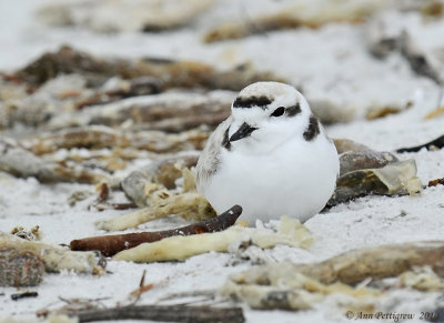 Snowy Plover