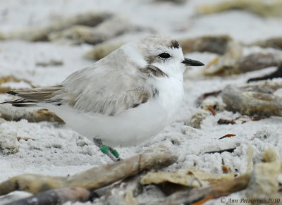 Snowy Plover