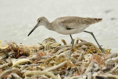 Willet