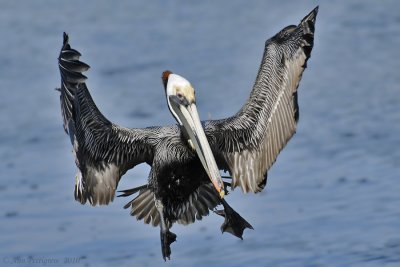 Brown Pelican