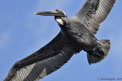 Brown Pelican