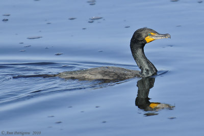 Double-crested Cormorant