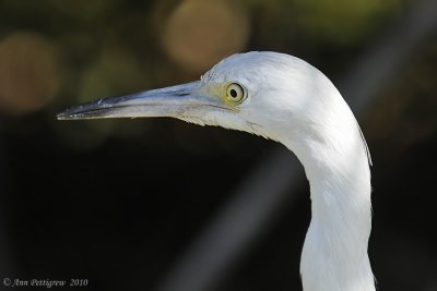 Little Blue Heron (Juvenile)