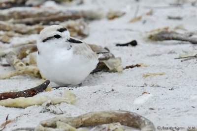 Snowy Plover