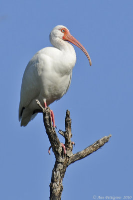 White Ibis