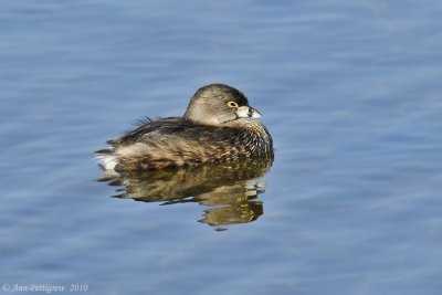 Pied-billed Grebe