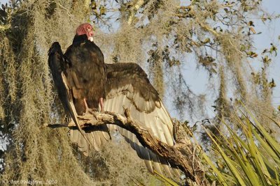 Turkey Vulture