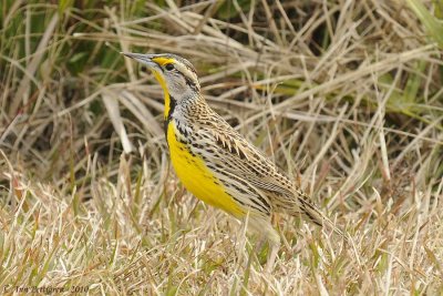 Eastern Meadowlark