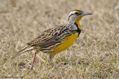 Eastern Meadowlark