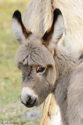Miniature Donkey (4 Days Old)