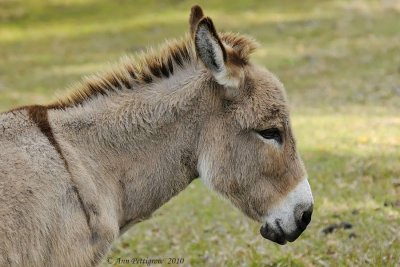 Miniature Donkey