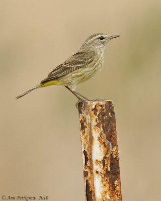 Palm Warbler