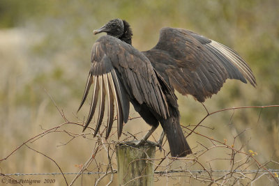 Black Vulture