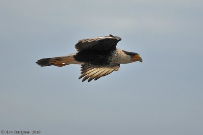 Crested Caracara