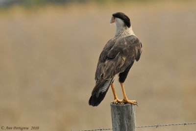 Crested Caracara