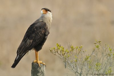 Crested Caracara