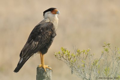 Crested Caracara