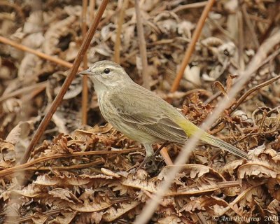 Palm Warbler