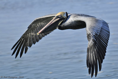 Brown Pelican