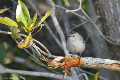 Gray Catbird