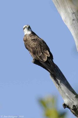 Osprey