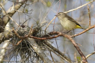 Palm Warbler & Bromeliad