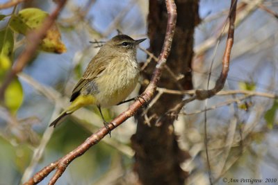 Palm Warbler