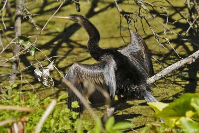 Anhinga