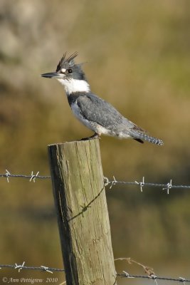 Belted Kingfisher