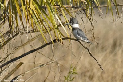 Belted Kingfisher