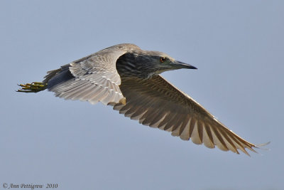 Black-crowned Night-Heron  ( Juvenile)