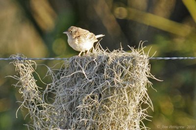 Grasshopper Sparrow