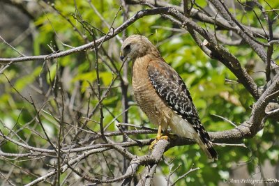 Red-shouldered Hawk