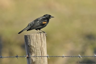 Red-winged Blackbird