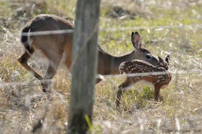 White-tailed Doe & Fawn