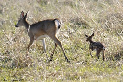 White-tailed Doe & Fawn
