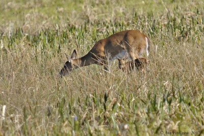 White-tailed Doe & Fawn