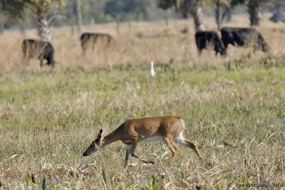 White-tailed Doe