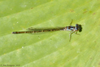 Fragile Forktail